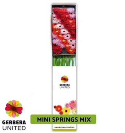 Ge Mi Box Spider Mix Springs