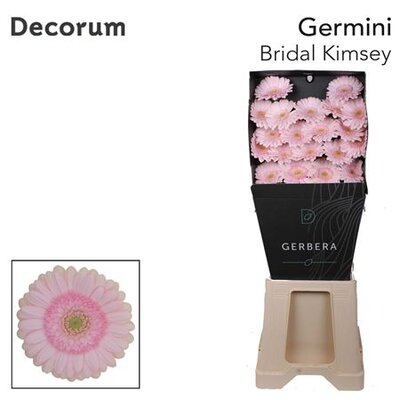 Ge Mi Diamond Bridal Kimsey Decorum