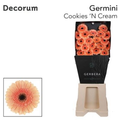 Ge Mi Diamond Cookies N Cream Decorum