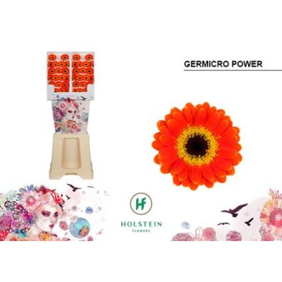 Ge Micro Diamond Piccolini Power