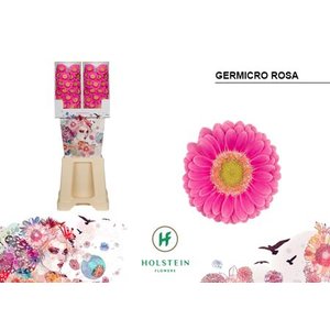 Ge Micro Diamond Piccolini Rosa