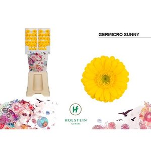 Ge Micro Diamond Piccolini Sunny