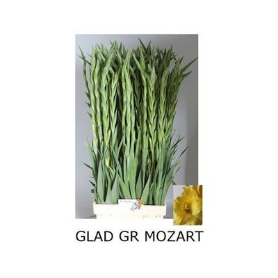 Glad Gr Mozart