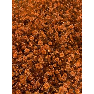 Gyps Million Star Dyed Orange + Glit