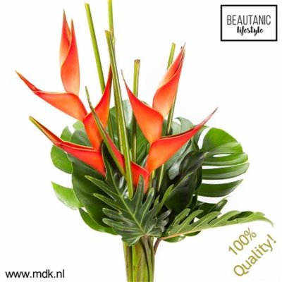 Heliconia Bouquet Amor