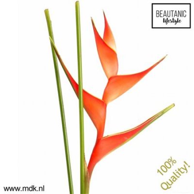 Heliconia Tropical