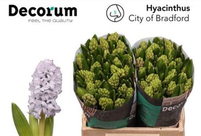 Hyac City Of Bradfor