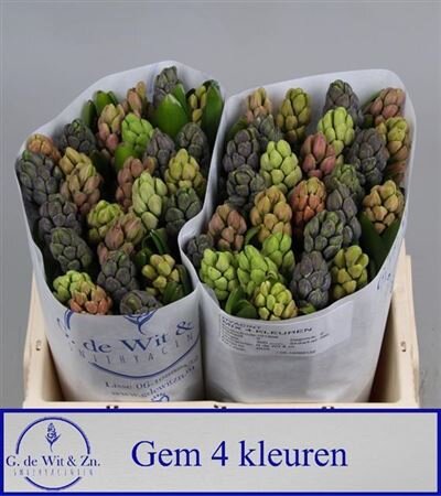 Hyac Gem 5 Kleuren