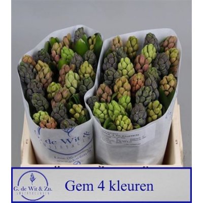 Hyac Gem 5 Kleuren