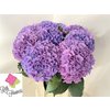 Hydr M Royal Salute Lilac