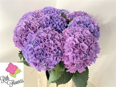 Hydr M Royal Salute Lilac