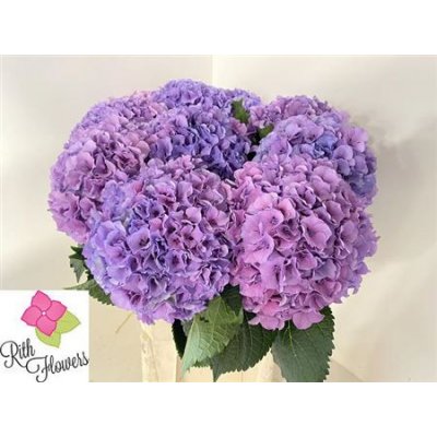 Hydr M Royal Salute Lilac