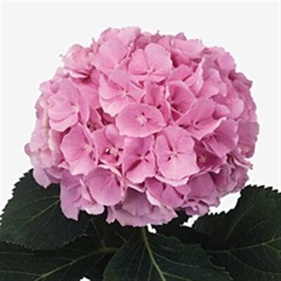 Hydrangea Imp Pink M Force Light Pink Naturel