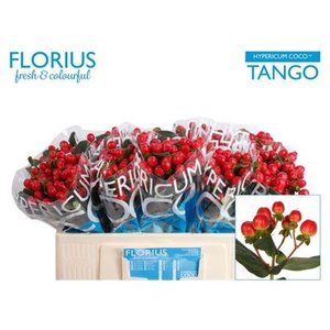 Hyp Coco Tango Red