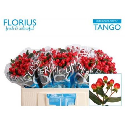 Hyp Coco Tango Red