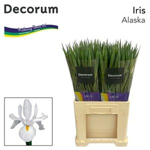 Iris Alaska