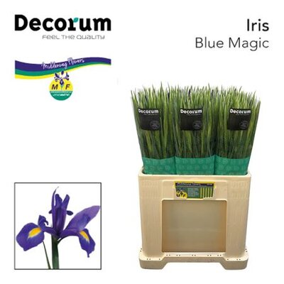 Iris Blue Magic Budget