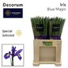 Iris Blue Magic Special Selected
