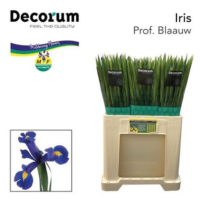 Iris Prof Blaauw