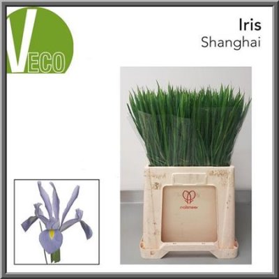 Iris Shanghai Ex Decorum High Quality