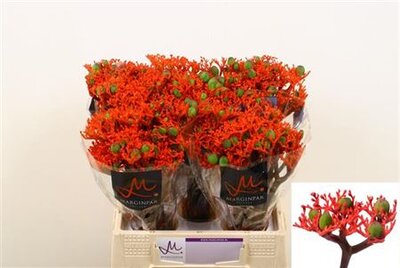 Jatropha P Firecrack