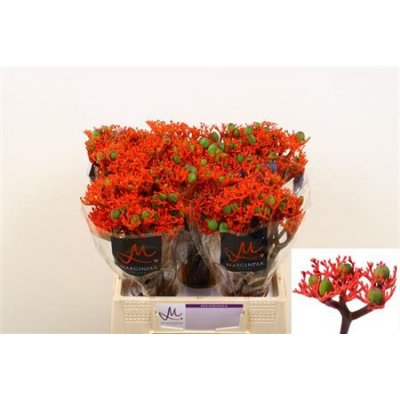 Jatropha P Firecrack