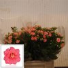 Kalanchoe D Cherry