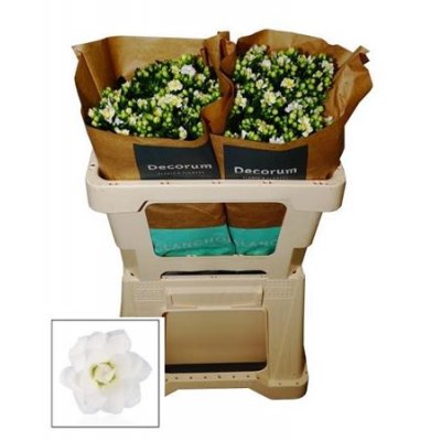 Kalanchoe D White