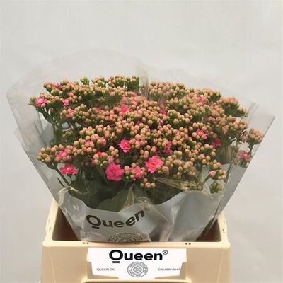 Kalanchoe Swe Pink Meadow