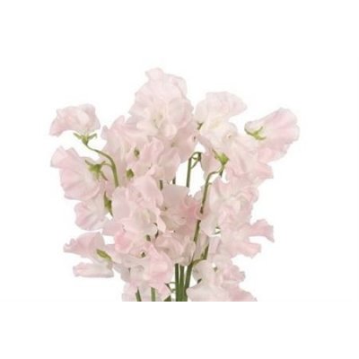 Lathyr Light Pink