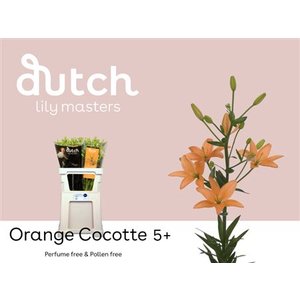 Li As Orange Cocotte 5+