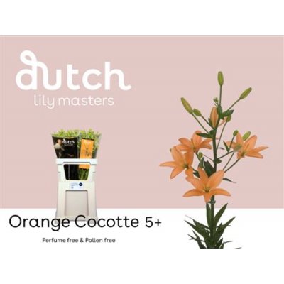 Li As Orange Cocotte 5+