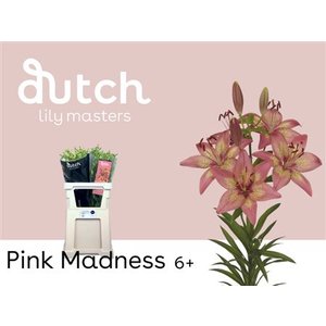 Li As Pink Madness 6+