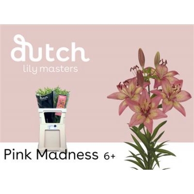 Li As Pink Madness 6+