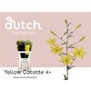 Li As Yellow Cocotte 4+