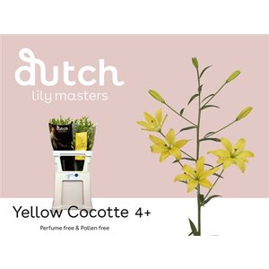 Li As Yellow Cocotte 4+