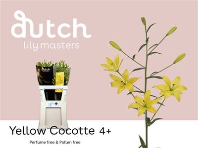 Li As Yellow Cocotte 4+