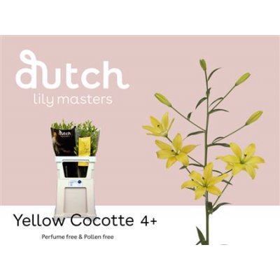 Li As Yellow Cocotte 4+