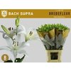 Li La Bach 5+ Supra