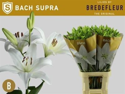 Li La Bach 5+ Supra