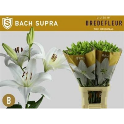 Li La Bach 5+ Supra