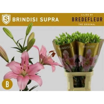 Li La Brindisi 4+ Supra