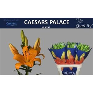 Li La Caesars Palace 4+