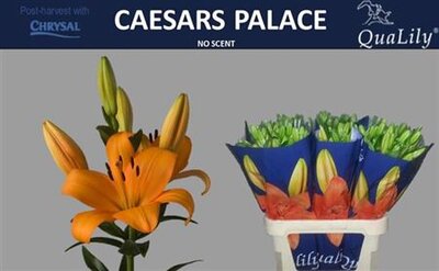 Li La Caesars Palace 4+