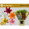 Li La Mix In Bucket 5 Colours Bredefleur Supra