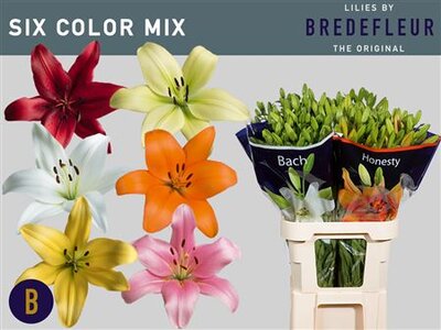 Li La Mix In Bucket 6 Colours Bredelfeur