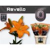 Li La Ravello 5+