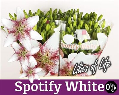 Li La Spotify White 4+