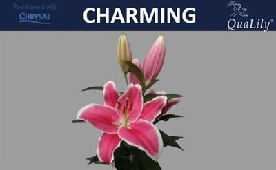 Li Or Charming 5+