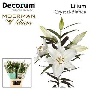 Li Or Crystal Blanca Decorum